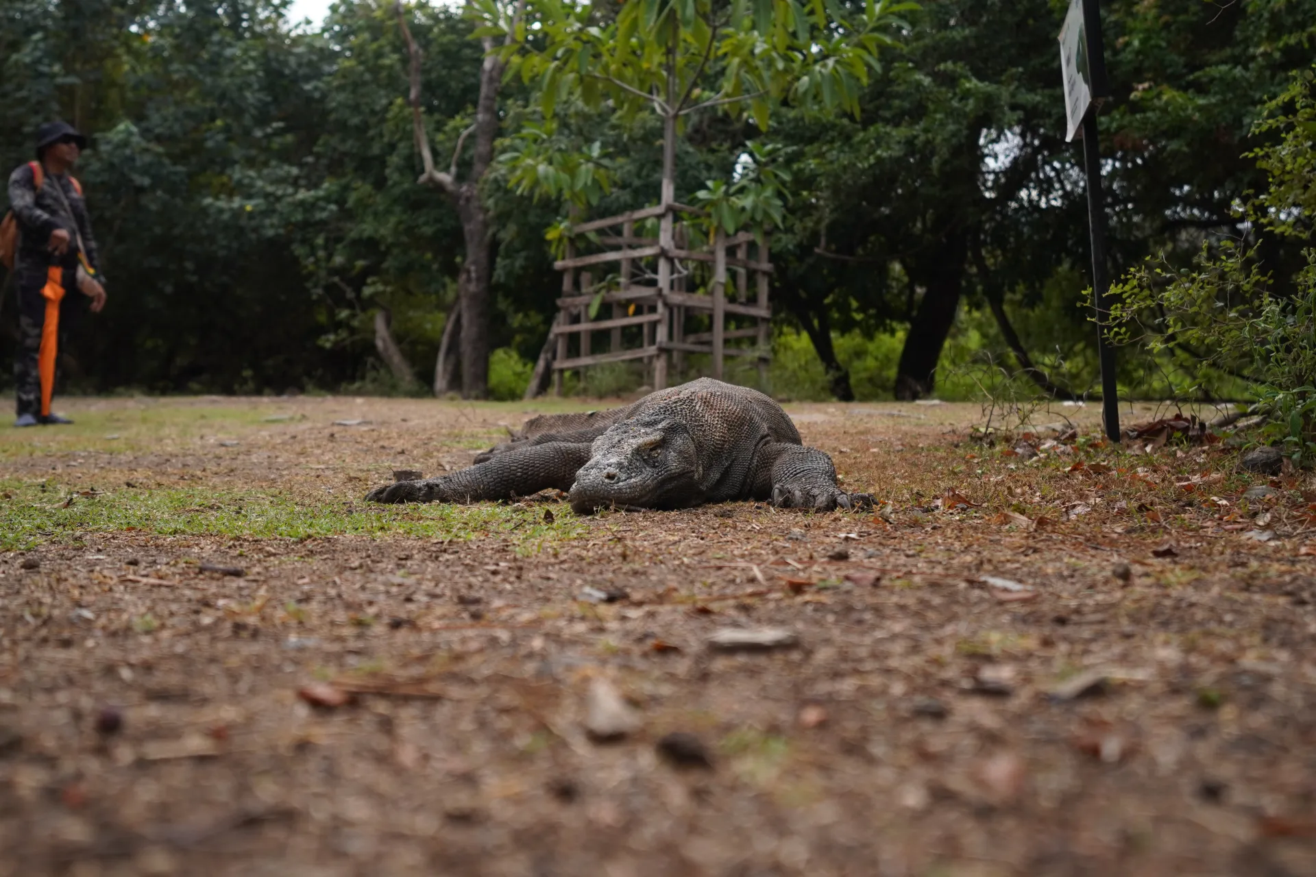 3D2N Komodo Island Open Trip